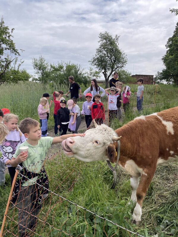Dopolední survival program -Deník zálesáka | SFort - Image 11